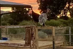 1575 S Roy Rd, Kingman, AZ 86401 - Photo 27