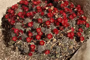 4029 Roma Rd, Kingman, AZ 86401 - Photo 47