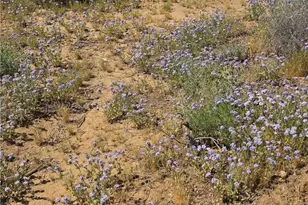 4182 N Canelo Rd, Golden Valley, AZ 86413 - Photo 13