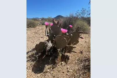 259 Apache, Yucca, AZ 86438 - Photo 9