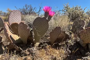 281 S Arapaho, Yucca, AZ 86438 - Photo 1