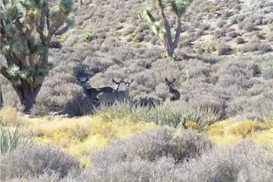 0000 Tbd, White Hills, AZ 86445 - Photo 1