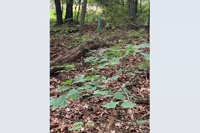 0 Lot 62.01 Acres, Hillsboro, MO 63050 - Photo 9