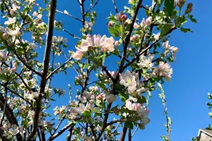 24613 Shady Oak Pl, Perry, MO 63462 - Photo 53