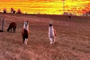 850 AJ Farm Ln, Washington, MO 63090 - Photo 57