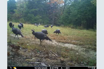 6552 High Point Road, Montreal, MO 65591 - Photo 5