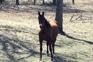 27409 Missouri Dr, Lebanon, MO 65536 - Photo 43