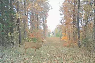 161 Cobblestone Rd, Shelbyville, MO 65565 - Photo 45