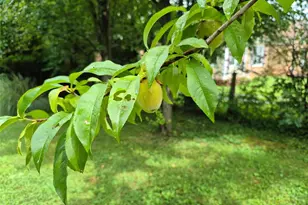 111 S College St, Arcadia, MO 63621 - Photo 29