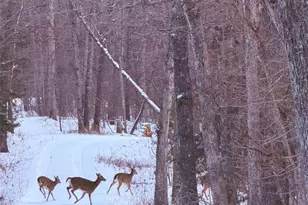 8995 Bammann Pl, Dittmer, MO 63023 - Photo 73