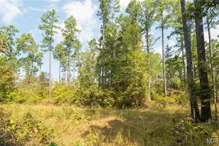 1981 Ripley Rte C, Doniphan, MO 63935 - Photo 39