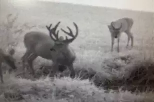 24606 Pike 248, Louisiana, MO 63353 - Photo 53