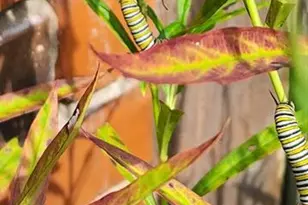 42 Windam Pl Dr, Unincorporated, MO 63304 - Photo 57