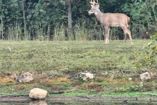 497 Honor Ln, Poplar Bluff, MO 63901 - Photo 3