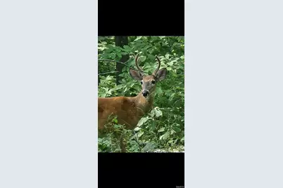 1855 Rock Springs Road, Wright City, MO 63390 - Photo 1