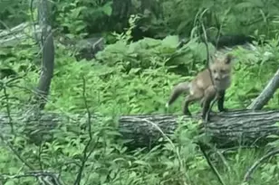 1835 Rock Springs Rd, Wright City, MO 63390 - Photo 37