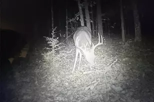 12855 Chicago Rd, Dixon, MO 65459 - Photo 29