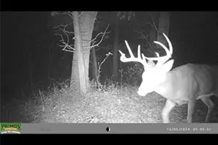 5362 W Anding Dr, Catawissa, MO 63015 - Photo 31