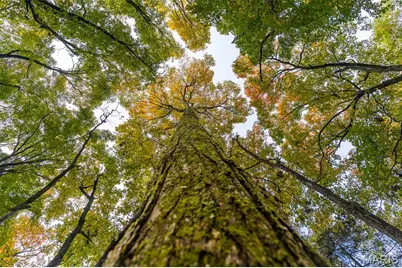 0 County Road 20A_245+/-, Bellerive, MO 63623 - Photo 77