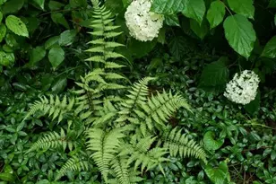 6252 N Lakeshore Dr, Byrnes Mill, MO 63051 - Photo 43