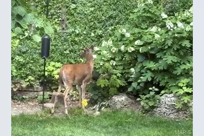 9515 Country Club Green, Saint Louis, MO 63127 - Photo 69