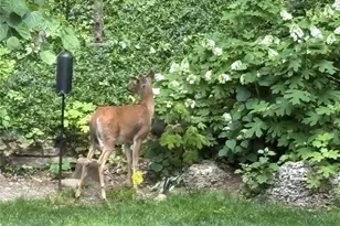 9515 Country Club Green, Saint Louis, MO 63127 - Photo 69