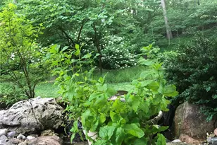 9515 Country Club Green, Saint Louis, MO 63127 - Photo 79