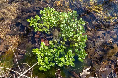 32 Hwy Yy, Cook Station, MO 65449 - Photo 51