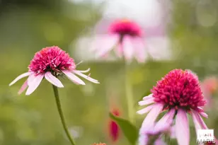 55 S Gore, Webster Groves, MO 63119 - Photo 11