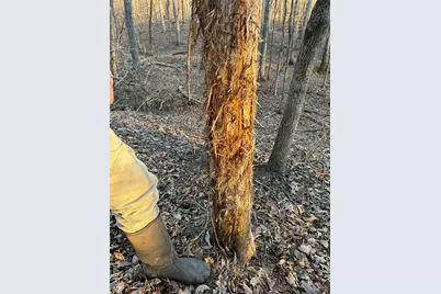 10+/-Ac Lot2 Circle Acres Drive, Marthasville, MO 63357 - Photo 23