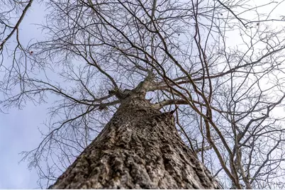 809 Sanctuary Farms Ridge Road, Festus, MO 63028 - Photo 15