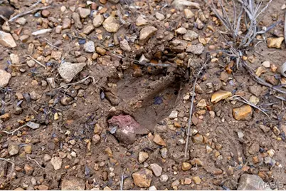 809 Sanctuary Farms Ridge Road, Festus, MO 63028 - Photo 27