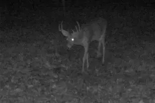 4710 Pike 451, Curryville, MO 63339 - Photo 39