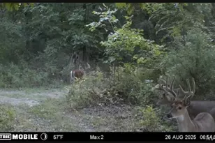 4710 Pike 451, Curryville, MO 63339 - Photo 33