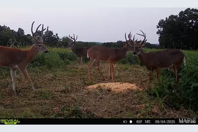00 Highway D (77.2 +/- Acres ) Tract 1, New Melle, MO 63344 - Photo 39