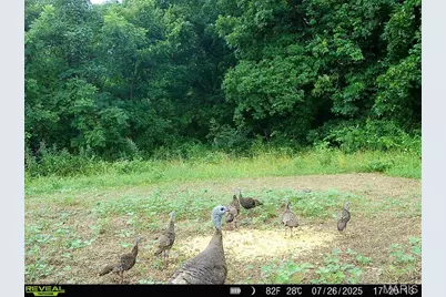 00 Highway D (77.2 +/- Acres ) Tract 1, New Melle, MO 63344 - Photo 41