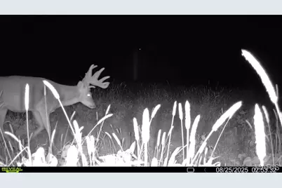 00 Highway D (77.2 +/- Acres ) Tract 1, New Melle, MO 63344 - Photo 63