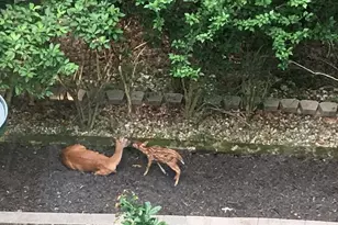 1315 Ridge Rd, Wildwood, MO 63021 - Photo 71