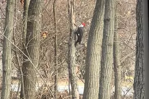 1315 Ridge Rd, Wildwood, MO 63021 - Photo 85