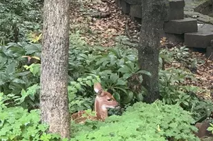 1315 Ridge Rd, Wildwood, MO 63021 - Photo 65