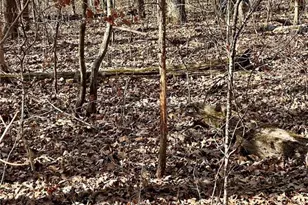 227 Champion Oak Trail, Gerald, MO 63037 - Photo 19