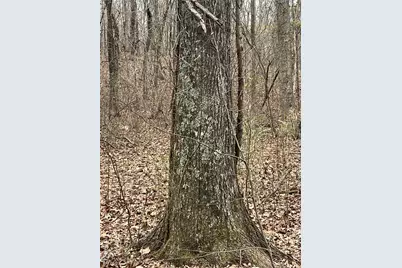 Highway T Forest Road 3697, Poplar Bluff, MO 63901 - Photo 9