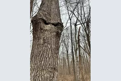 Highway T Forest Road 3697, Poplar Bluff, MO 63901 - Photo 5