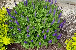 1405 Kearney Dr, Dardenne Prairie, MO 63368 - Photo 7