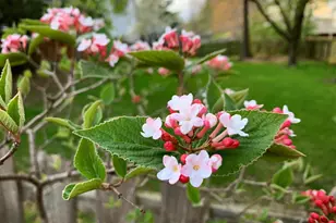 1118 Saddlebrook Ct, Saint Charles, MO 63304 - Photo 29