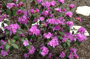 1889 N Signal Hills Dr, Kirkwood, MO 63122 - Photo 57