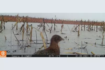 17053 Siloam Avenue, Mendon, MO 64660 - Photo 49