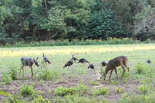 1310 Tillman Rd, Farmington, MO 63640 - Photo 21