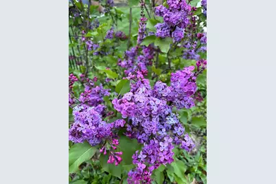 917 N 5th Street, Saint Charles, MO 63301 - Photo 35