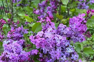 917 N 5th St, Saint Charles, MO 63301 - Photo 35